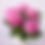 Thumbnail: Hydrangea - 6.5"