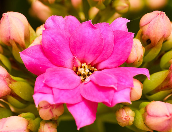 Kalanchoe - Bloom Pink.jpeg