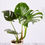 Thumbnail: Monstera Deliciosa - 6.5"