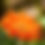 Thumbnail: Gerbera Daisies - 4.25"