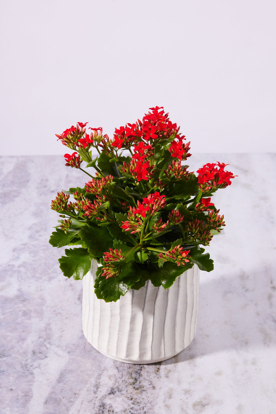 Thumbnail: Kalanchoe - 4.25"