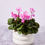 Thumbnail: Cyclamen - 6.5"