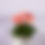 Thumbnail: Gerbera Daisies - 4.25"