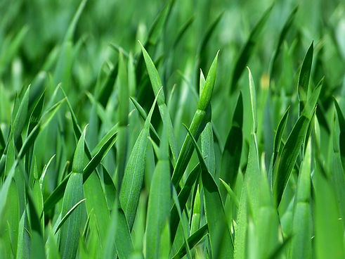grass-383284_640.jpg