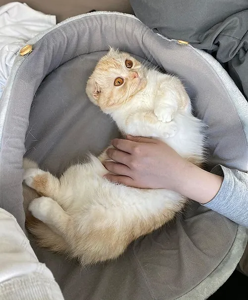 proudly blessed cat bed