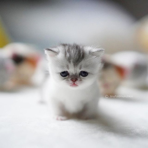 Focus on me pls💯🙈🙊
😺
😸
🐾
🐾
🐾🐾🐾