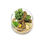 Thumbnail: Customised Open Terrarium