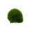 Thumbnail: Holland Moss