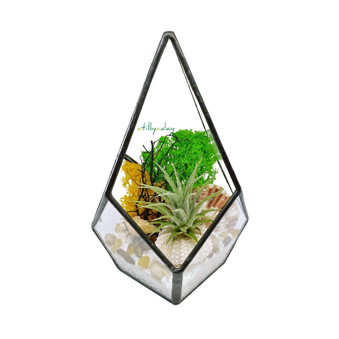 Air Plant Terrarium in Black Frame Vessel
