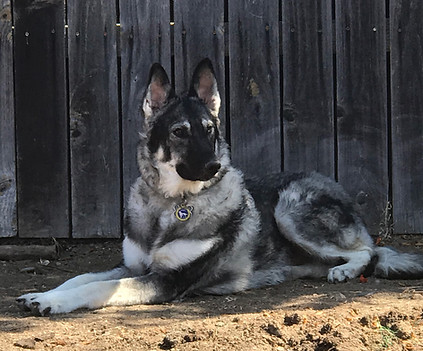 Baloo, the German Shepherd Security Specialist at Paradise InfoTech, lying outdoors