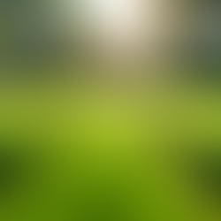 Transform Your Yard with Expert Lawn Care