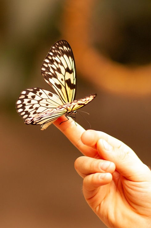 butterfly-7733388_640.jpg