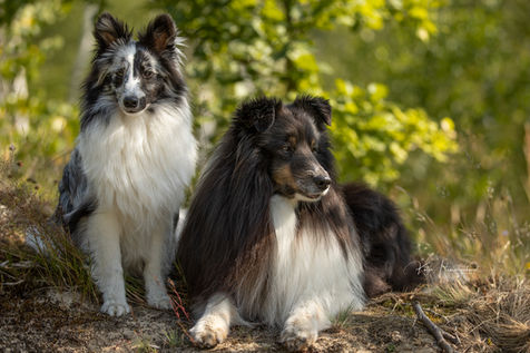 Katja Hammerschmidt | achtsame Hundefotografie | Hamburg, Schleswig-Holstein