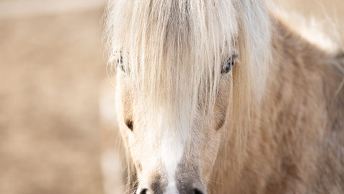 Nahaufnahme eines hellen Ponys, dessen dichter Schopf über die blauen Augen fällt