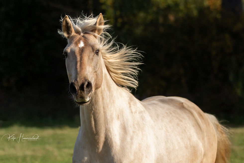 Katja Hammerschmidt - traumasensibles Coaching und Mentoring von Pferd + Mensch mittels telepathischer Tierkommunikation, Pferdegesprächen, Seelenlauf-Coaching, achtsamer Pferdefotografie, Freiem Spiel mit dem Pferd, Intrinzen