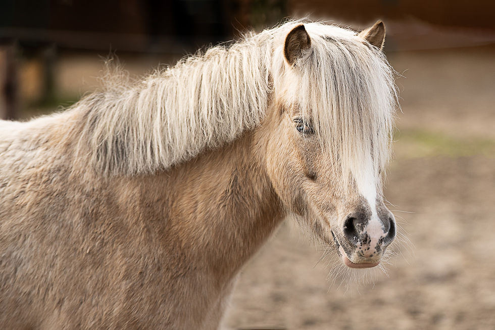 Pony-Wallach mit hellem Fell, flachsfarbener Mähne und blauen Augen auf dem Paddock