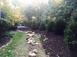 Lots of Norway Spruces & landscaping Work & stone wall 4