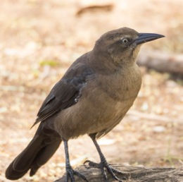 Great-tailed Grackle