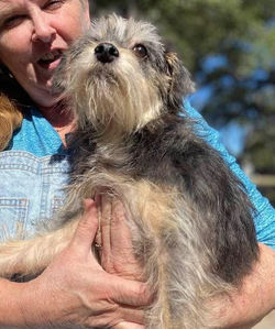 Scruffy Black & Tan PC