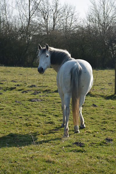 DSC_0683.jpeg
