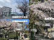 田園調布のサクラ