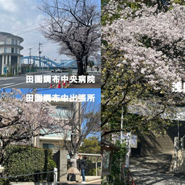 田園調布のサクラ