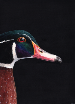 BigWoodDuckreallySMALL