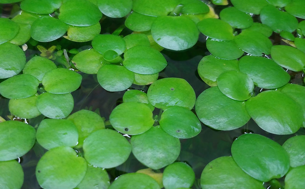 Frogbit for sale