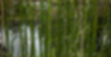 Horsetail Rush Wholesale Pond Plants
