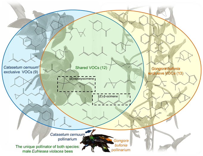 New paper published in FLORA