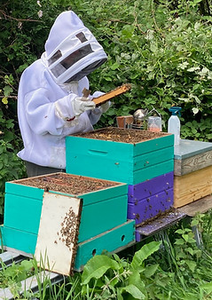 Imker Marieken van Wespen In Nesten aan het werk aan de bijenkast