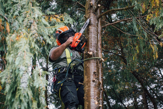 CRANN RÍ Tree Surgeon Brand Photography