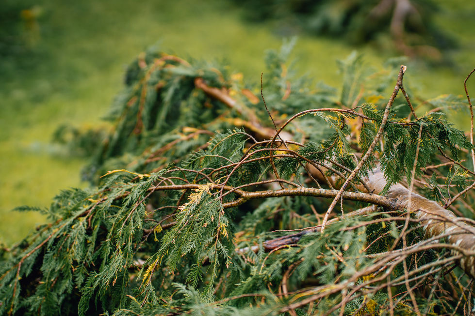 CRANN RÍ Tree Surgeon Brand Photography