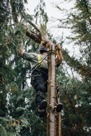 CRANN RÍ Tree Surgeon Brand Photography