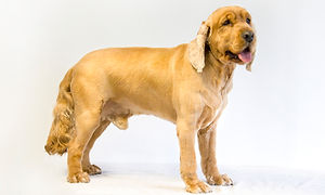 Cocker Spaniel Matted Clip or shave short at Wags Pet Spa willenhall