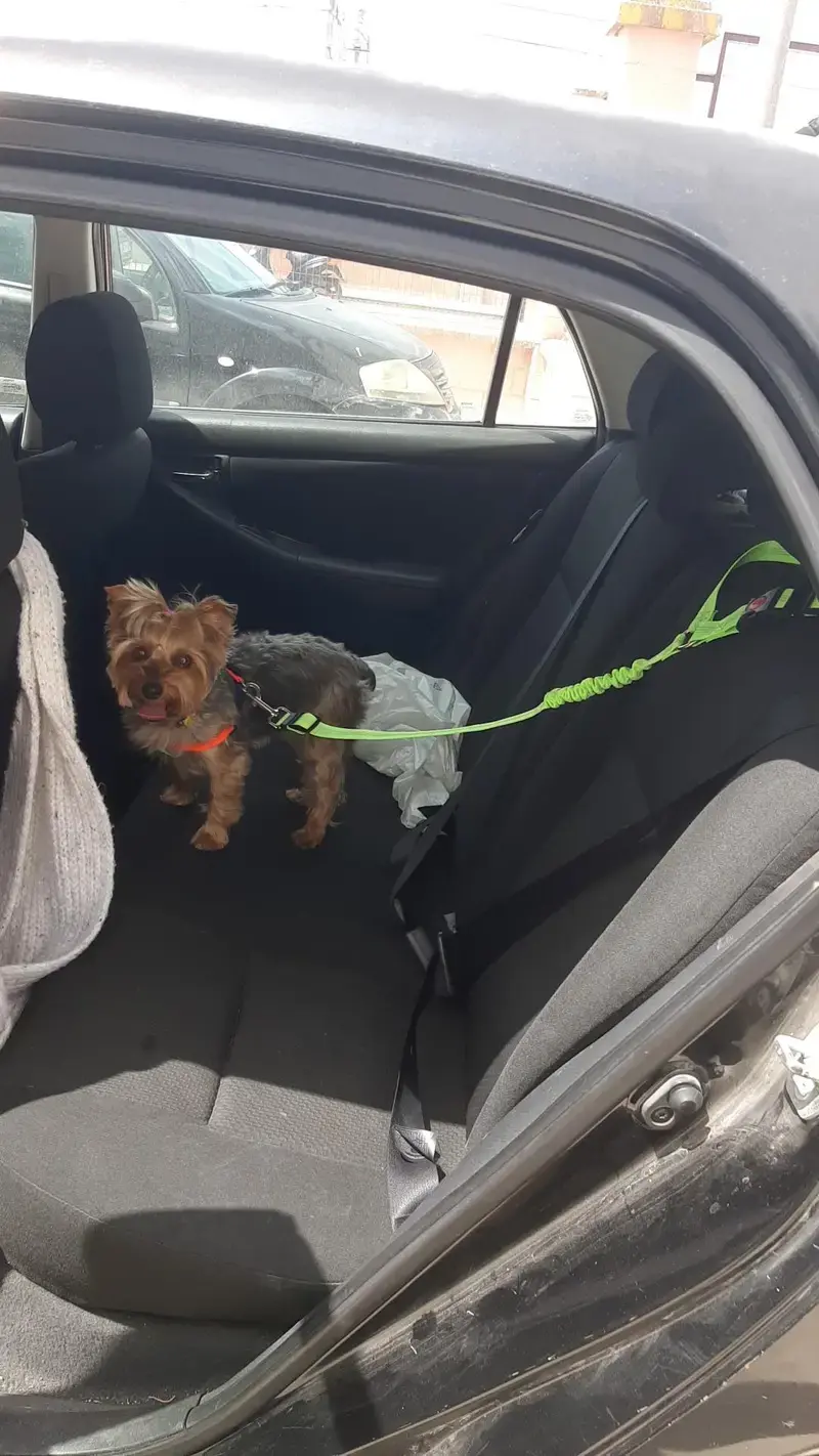 Thumbnail: Dog Car Seat Belt Head Rest with Bungie and Clocking Clip