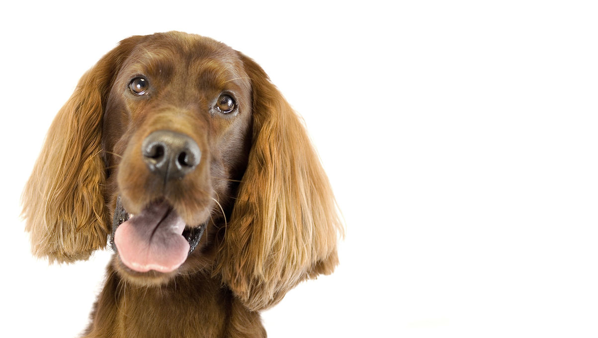 Full Groom Professional Dog Groomers Wags Pet Spa