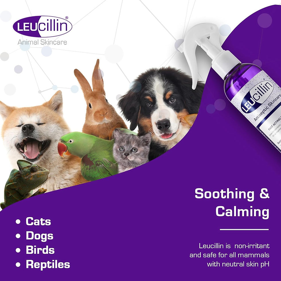 Thumbnail: Leucillin Natural Antiseptic Spray - Antibacterial Antifungal Antiviral for Dogs