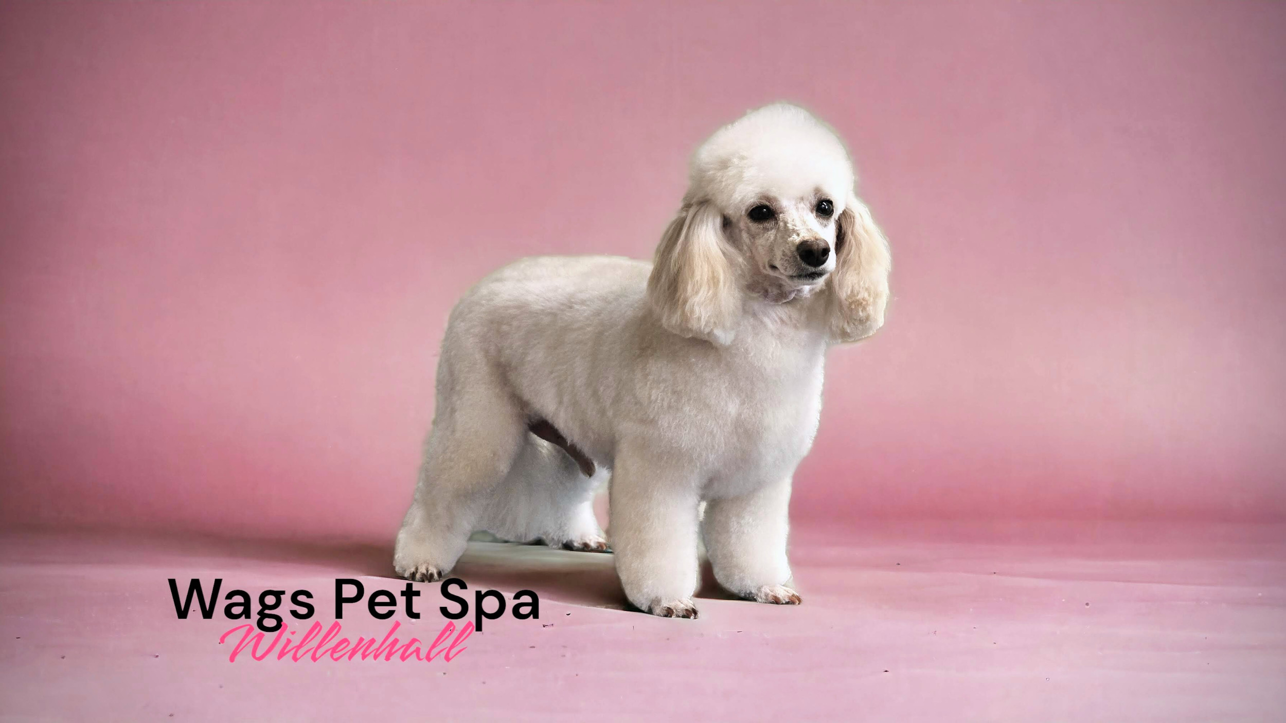 discounts-dog-grooming-money-off-wags-pet-spa-willenhall