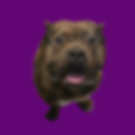 Untitled design (22).png