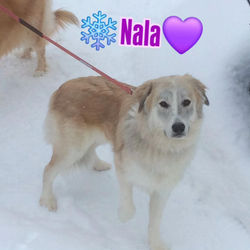 Nala