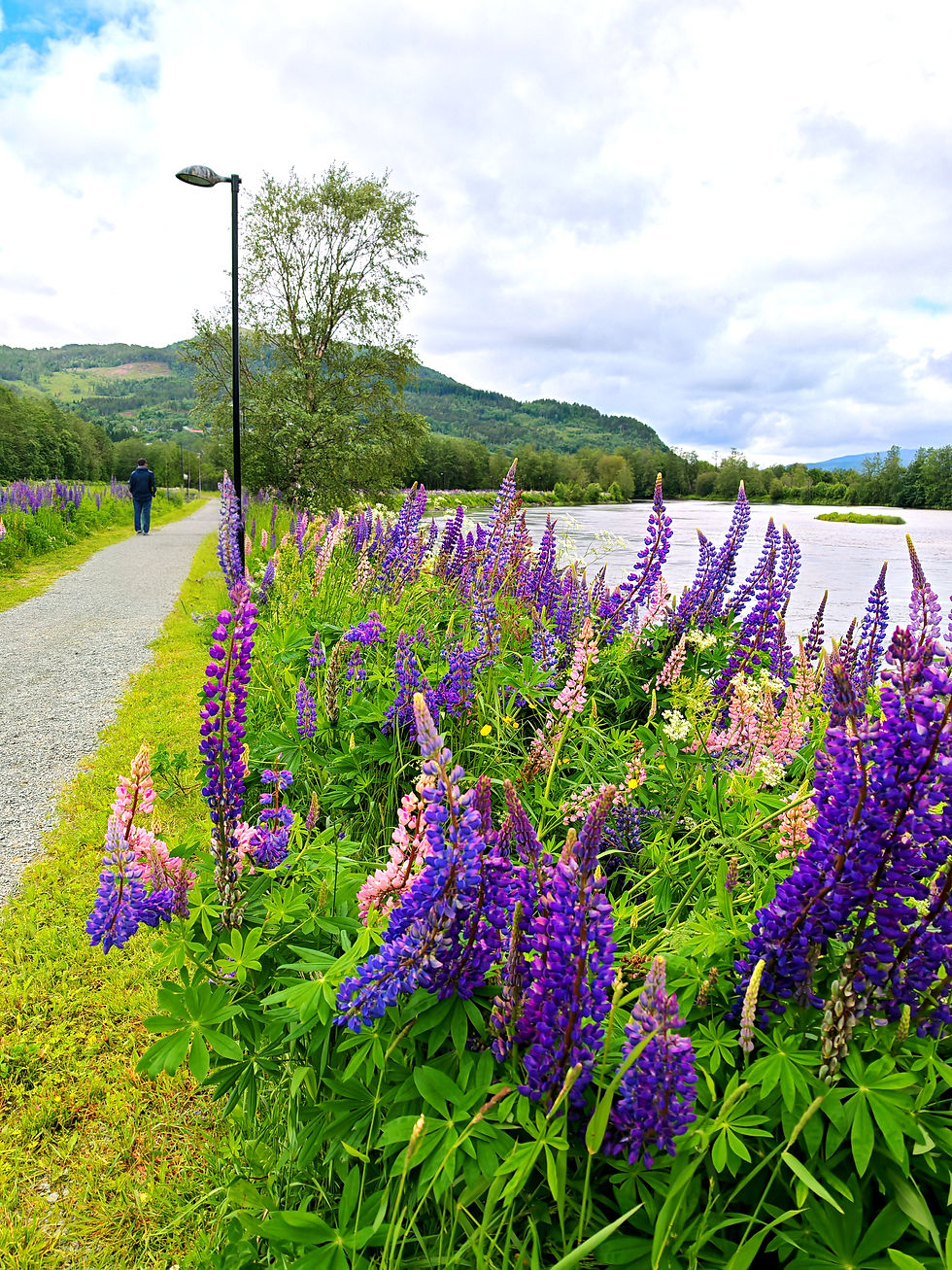 A little walk along the river right by the camping site