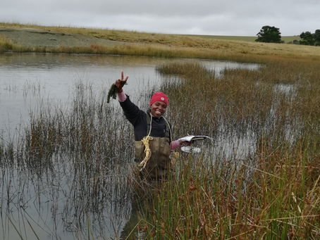 "The thing is," Dr Nompumelelo Baso-Mdiza, a Botanist, freshwater ecologist, and founder of Baso R-Analytics, points out, "much of the research often studies climate change and invasive species separately." 