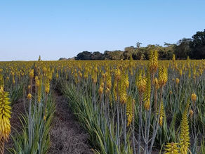Planta babosa surpreende como biofertilizante nas plantações