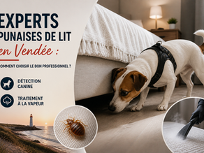 Experts punaises de lit en Vendée : comment choisir le bon professionnel ?