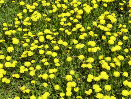 It's Dandelion Season
