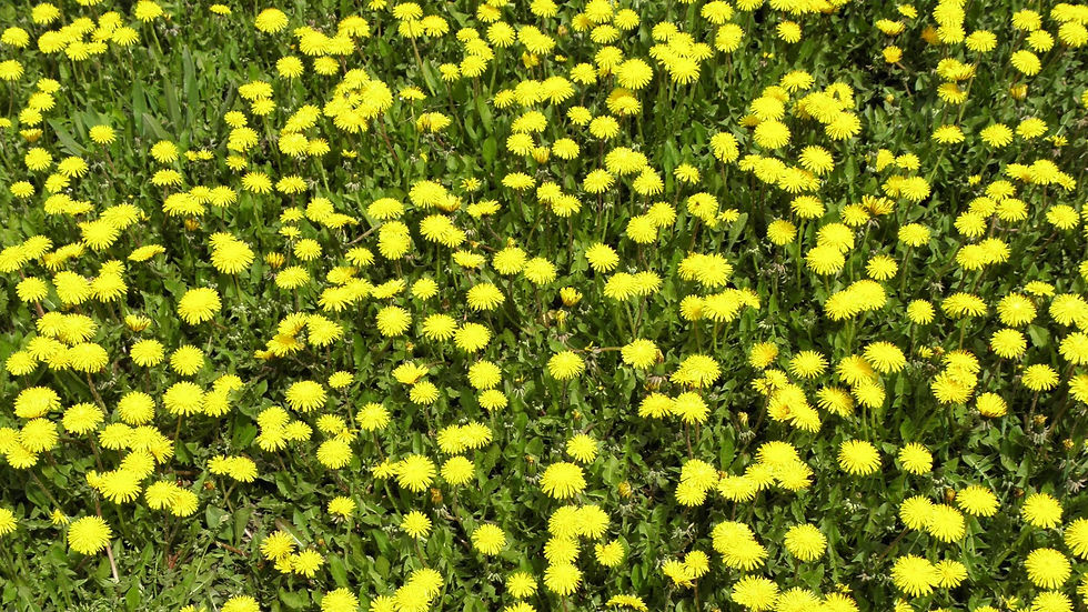 It's Dandelion Season