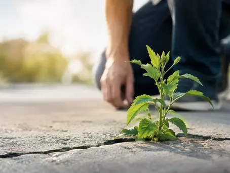 Why Weed Breakthrough After Treatment Happens