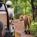 wildlife-tour.jpg