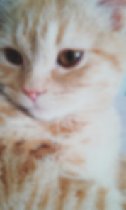 kedi sahiplendirme ilanları